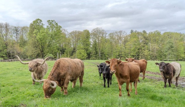 Highland Cattle Farm Cozy Suite - B in Loudon