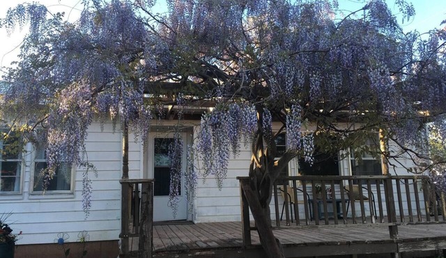 Wisteria Vine Cottage in Monticello