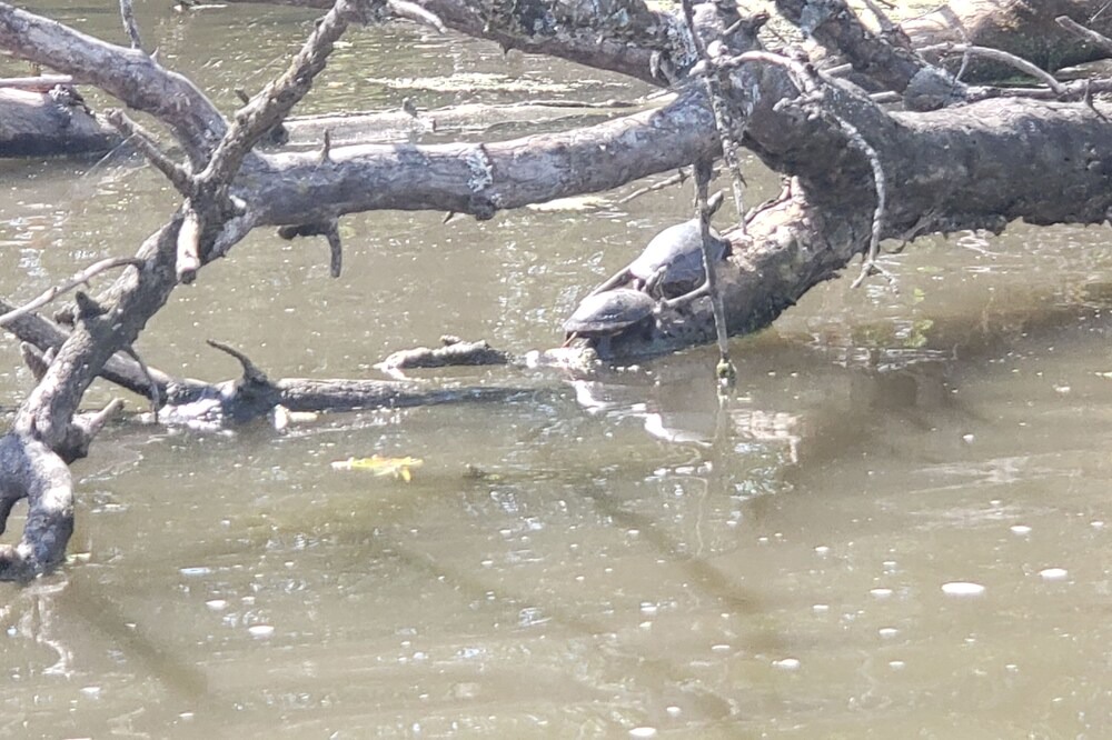 Photo of Others in Brodhead