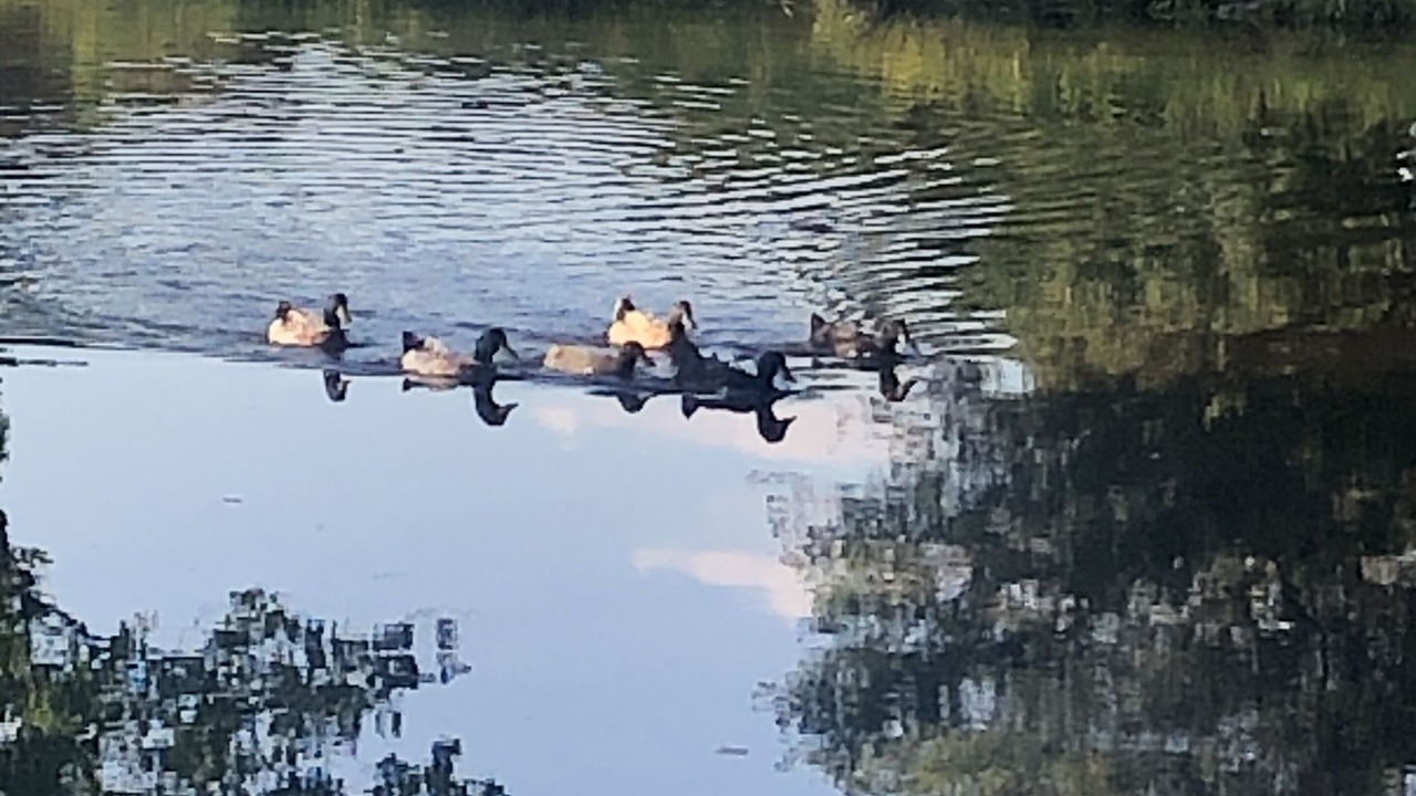 Photo of Others in McNeill